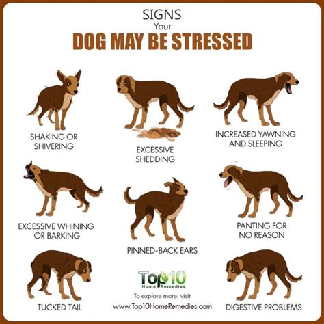  In general, however, it is important to keep an eye on your dog and watch for any signs of distress